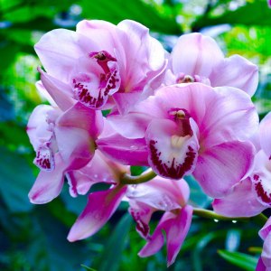 Фестиваль орхидей . Изображение 1