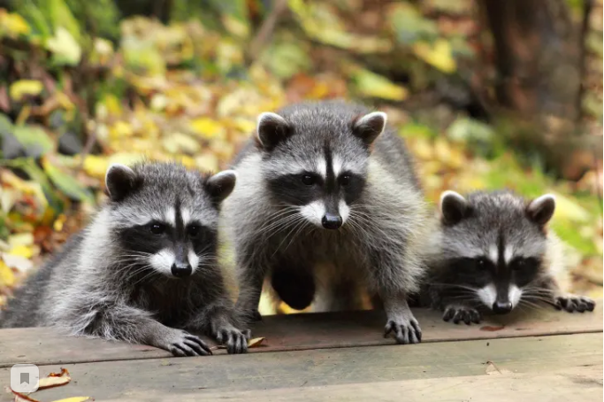 ТутЕнот. Изображение 1