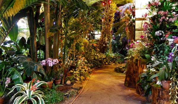 Аптекарский огород. Изображение 2