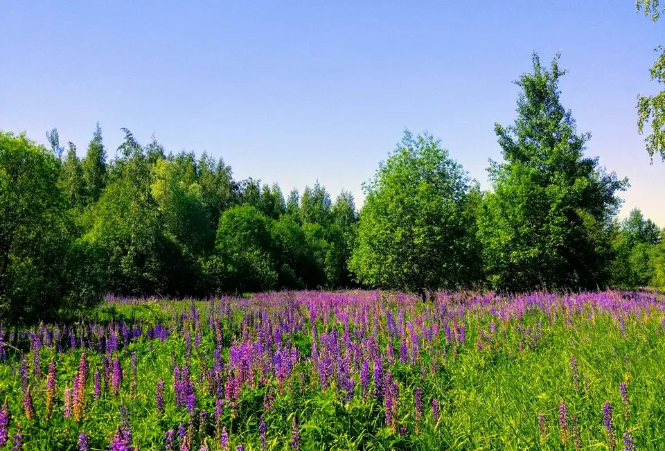 Бирюлевский лесопарк-дендрарий. Изображение 3