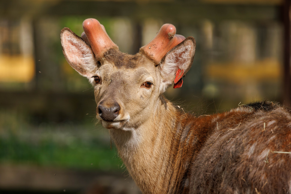 Экскурсия по вольерному комплексу Лосиной биостанции. Изображение 5