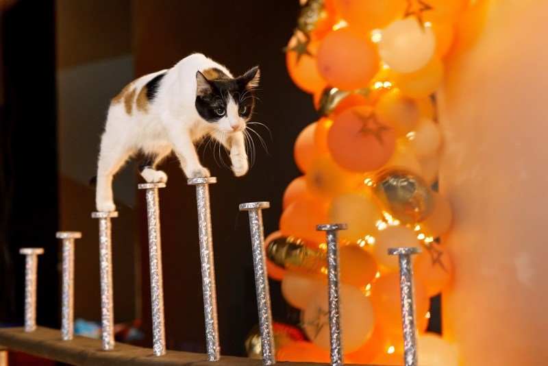 Театр кошек Куклачева. Изображение 12