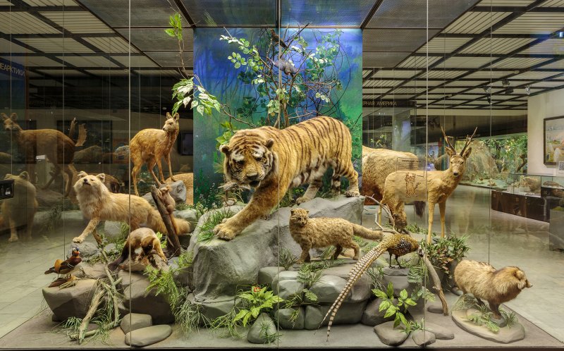Государственный Дарвиновский музей. Изображение 6