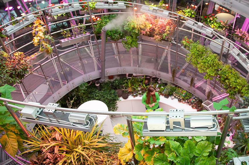 Флора России в аэропонике Флорариума. Изображение 2