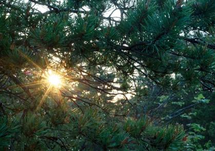 Занятия в экоцентре «Красная сосна» (Лосиный остров). Изображение 1