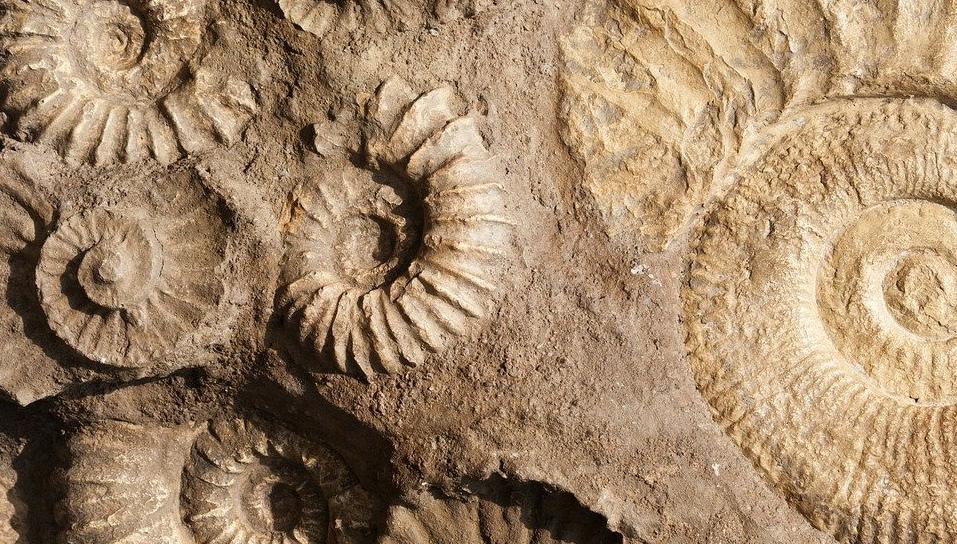 Обитатели древних морей. Изображение 1