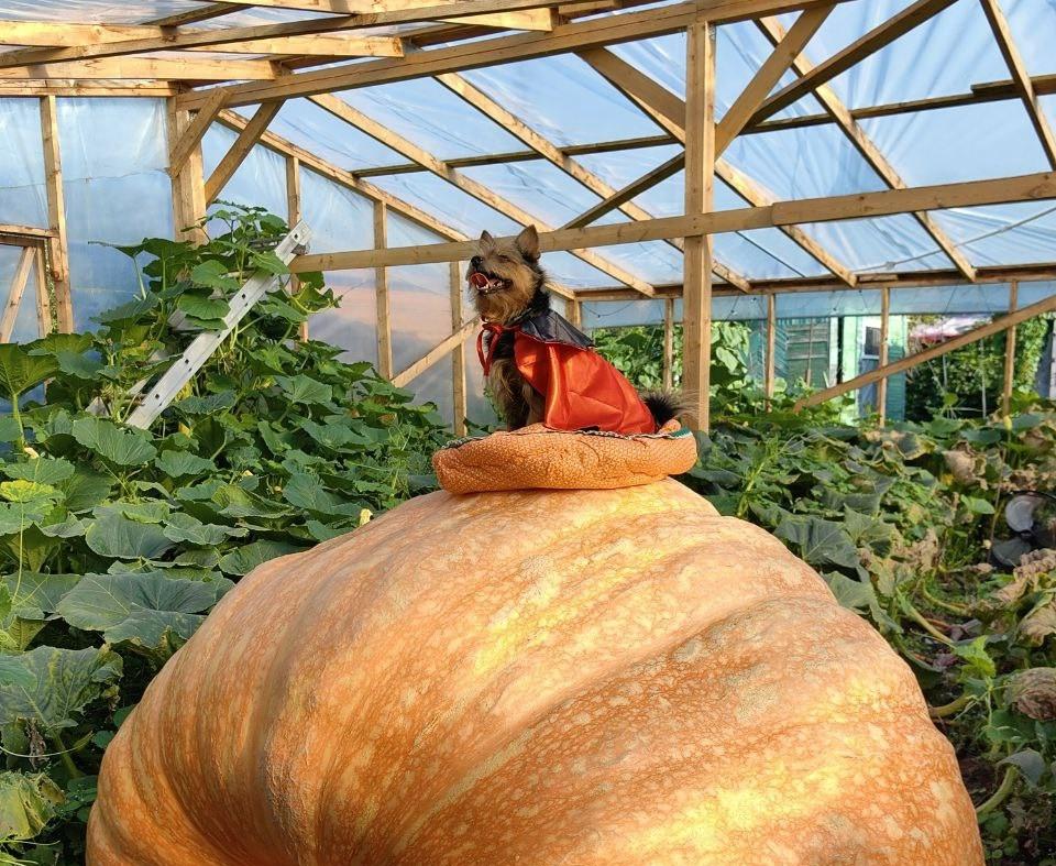 Выставка «Овощи-гиганты». Изображение 1