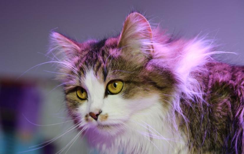 КОШКИ В ГОСТЯХ У БАБКИ ЕЖКИ. Изображение 2