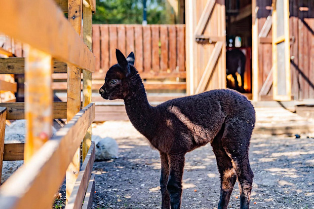 Городская ферма на ВДНХ. Изображение 3