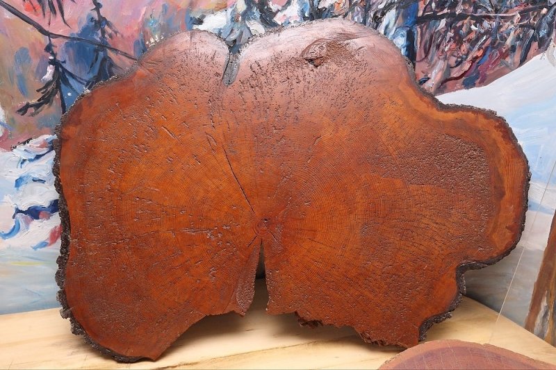 Российский музей леса. Изображение 4