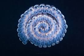 Выставка уникальных подводных фотографий Александра Семенова. Изображение 3