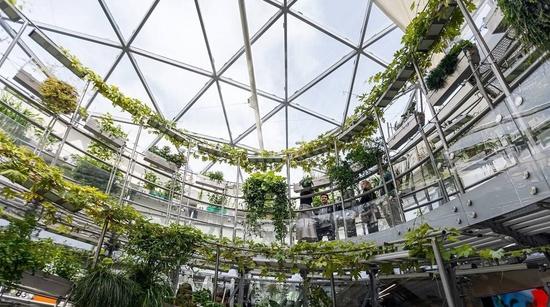 Флора России в аэропонике Флорариума. Изображение 1