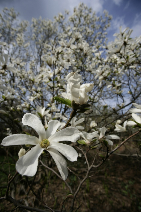 Ботанический сад ММА им. И.М. Сеченова. Изображение 2