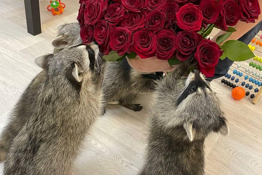 Антикафе "Пушистая братва". Изображение 5