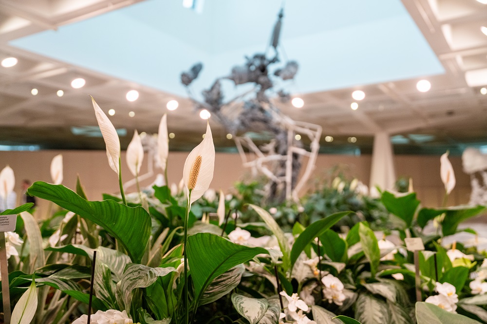 Морфогенез. Третья природа. Изображение 2