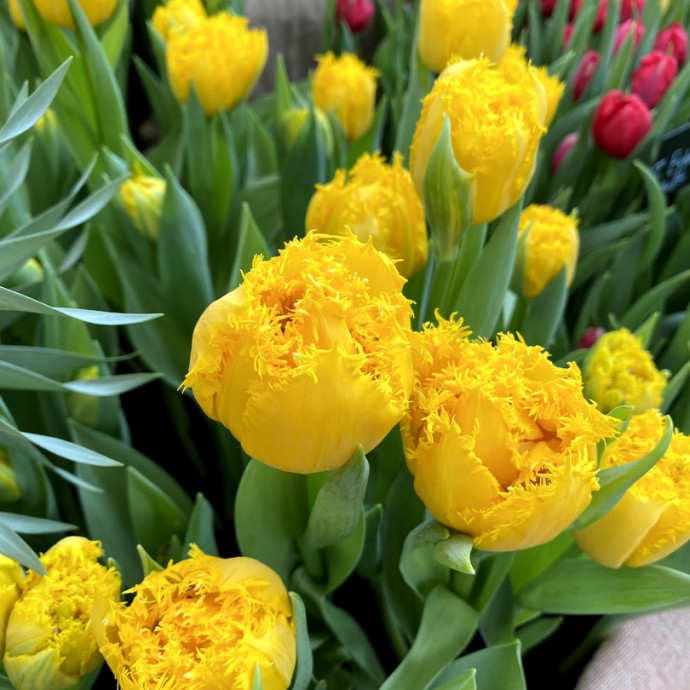 Репетиция весны. Изображение 2