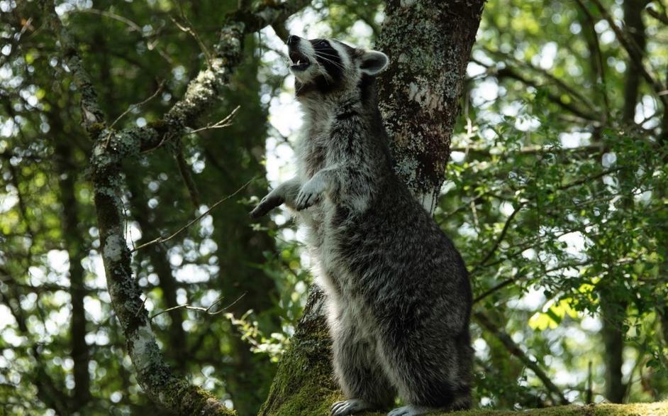 Бемби. История жизни в лесу. Изображение 7