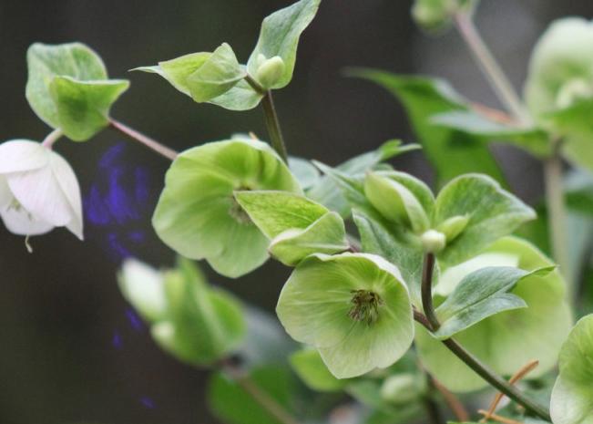 Экскурсии в Аптекарском огороде. Изображение 7