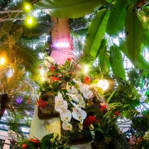 Фестиваль орхидей . Изображение 2