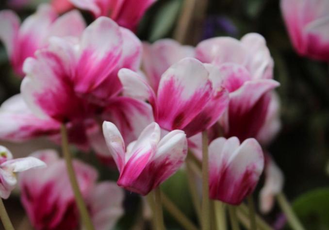 Экскурсии в Аптекарском огороде. Изображение 11