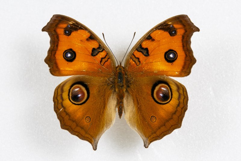 На крыльях бабочки. Изображение 3