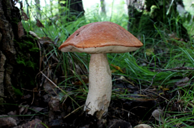 Грибы по-летнему. Изображение 2