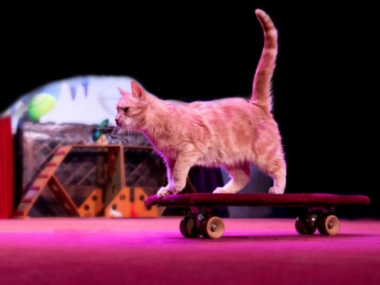 Котобум. Изображение 5