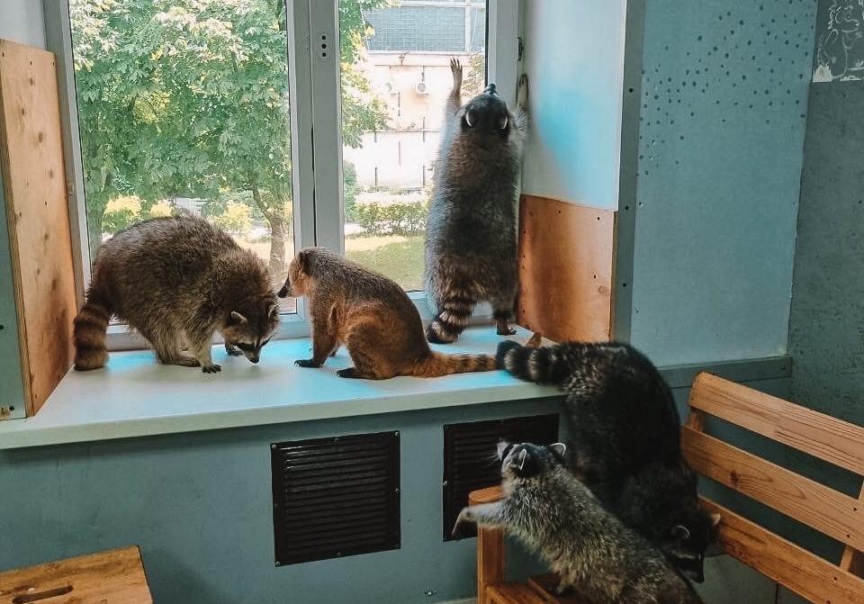 Антикафе "Енот-банда" на Семеновской. Изображение 1