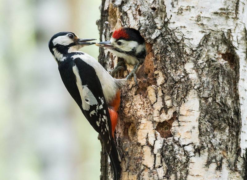 Занятие: Животные-строители. Изображение 2