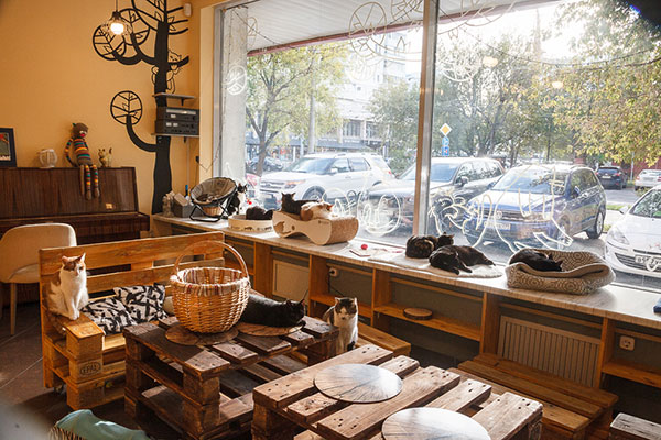 Котокафе "Мурчашка". Изображение 3