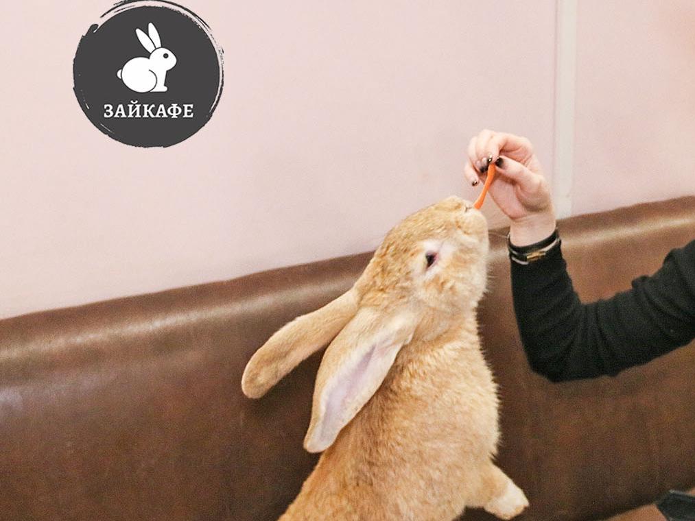 Зайкафе. Изображение 1