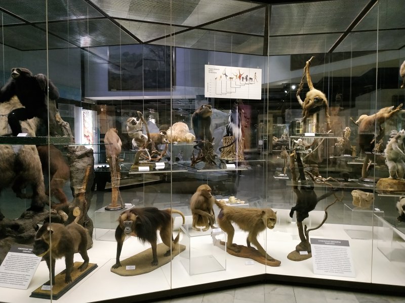 Государственный Дарвиновский музей. Изображение 8