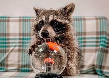 Антикафе "Енот-банда" на Семеновской. Изображение 8