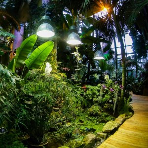 Фестиваль орхидей . Изображение 3