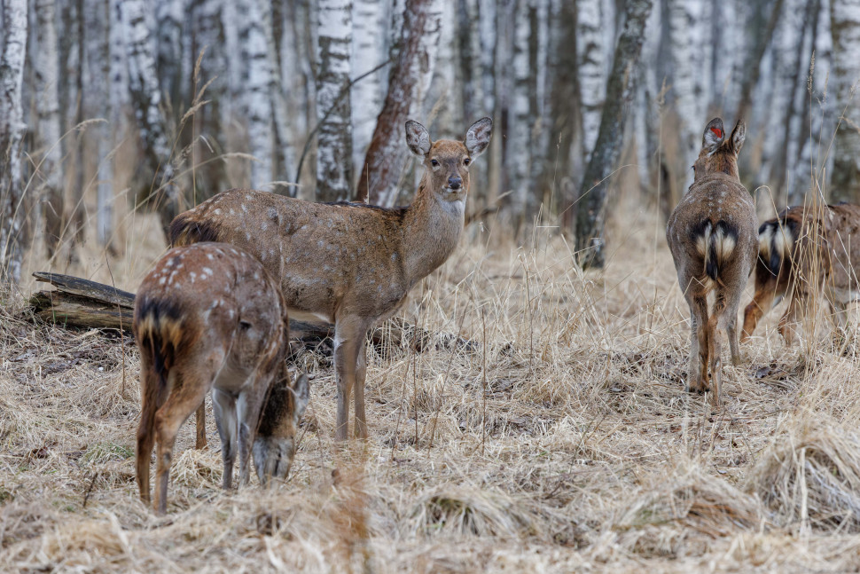 Экологическая тропа «Заповедный лес». Изображение 2