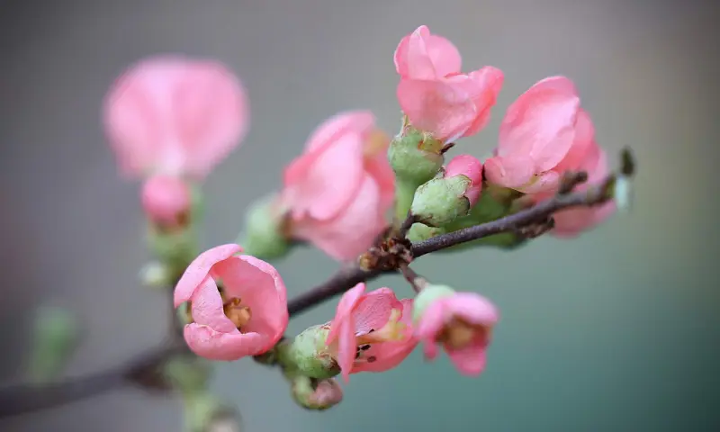 Репетиция весны. Изображение 1