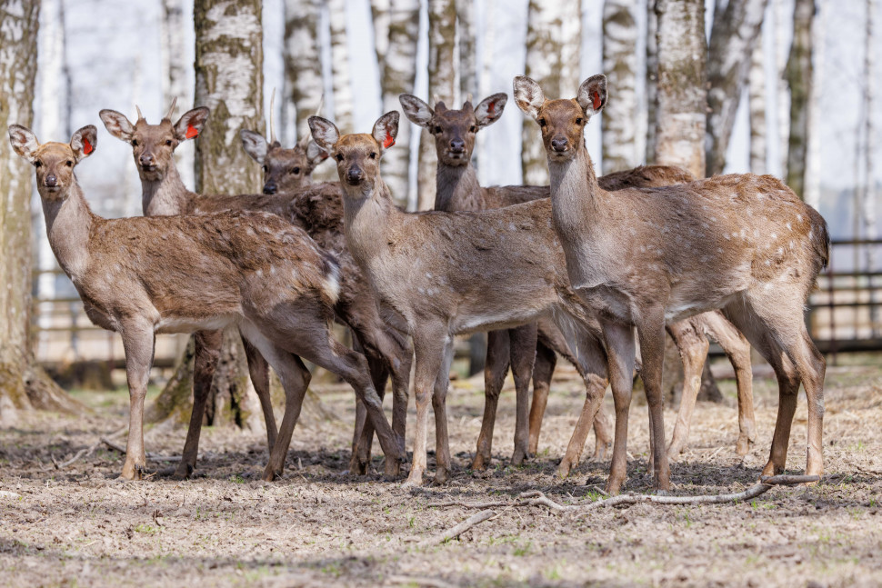 Экскурсия по вольерному комплексу Лосиной биостанции. Изображение 3