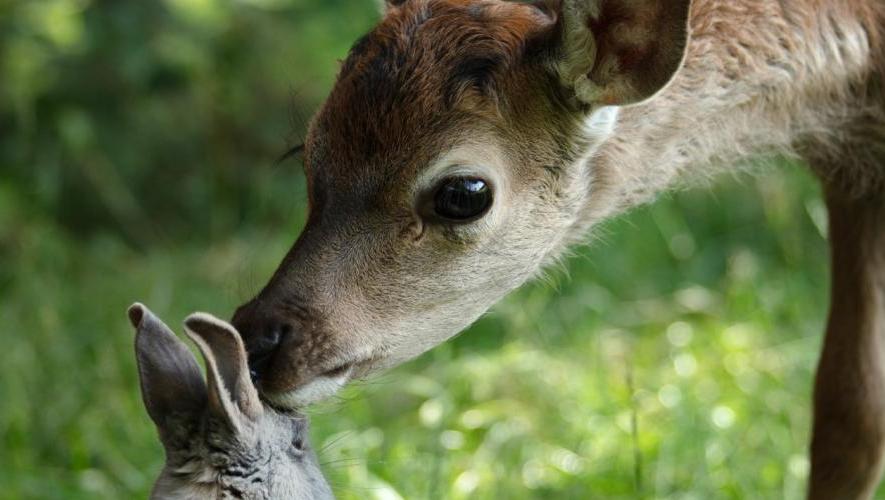 Бемби. История жизни в лесу. Изображение 6