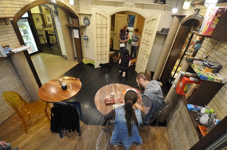 Котокафе "Котики и люди". Изображение 4