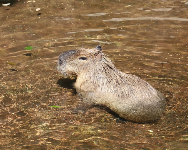 Московский Зоопарк. Изображение 7