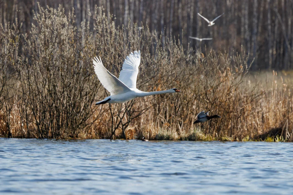 Орнитологическая экскурсия по понтонной экотропе. Изображение 5