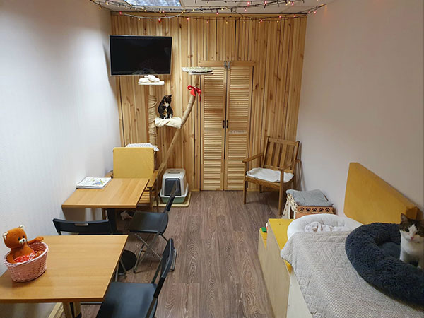 Котокафе "Мурчашка". Изображение 6