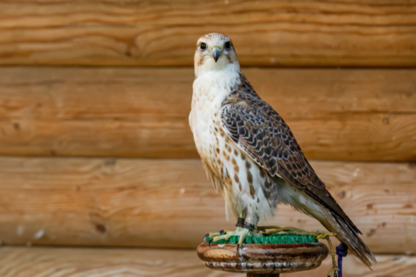 Соколиный двор в Коломенском. Изображение 3