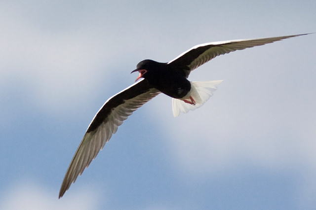 Государственный заказник "Журавлиная Родина". Изображение 6