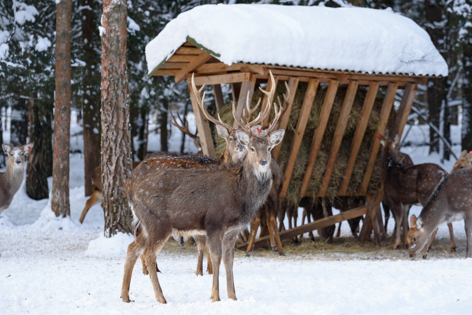 Лосиная биостанция. Изображение 1