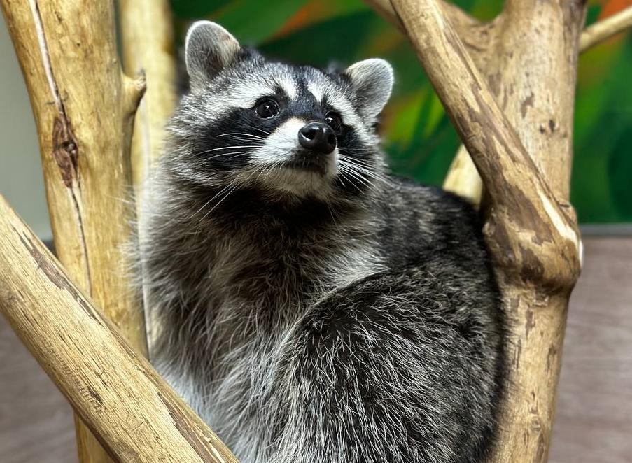 Антикафе "Пушистая братва". Изображение 2