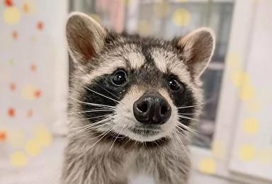 Антикафе "Енот-банда" на Сухаревской. Изображение 2