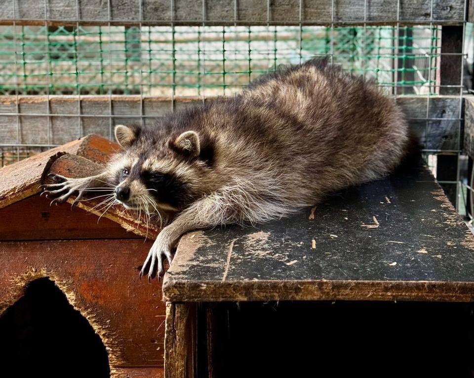 ЦЫПАрк. Изображение 10