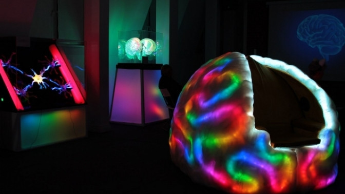 Музей мозга. Изображение 6