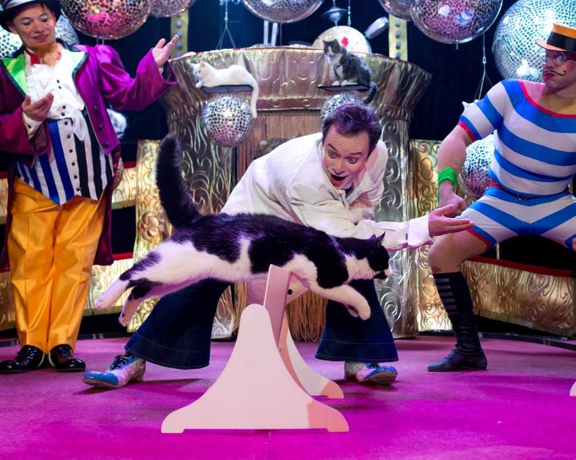 Кэтс шоу. Изображение 5